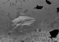 Bull Shark